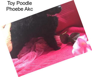Toy Poodle Phoebe Akc