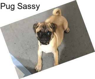 Pug Sassy