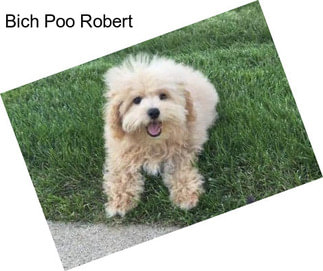 Bich Poo Robert