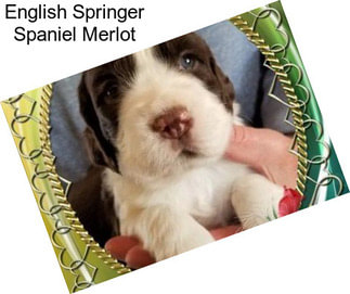 English Springer Spaniel Merlot