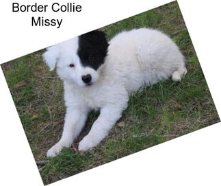 Border Collie Missy