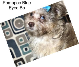 Pomapoo Blue Eyed Bo