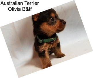 Australian Terrier Olivia B&tf