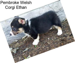 Pembroke Welsh Corgi Ethan