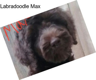 Labradoodle Max