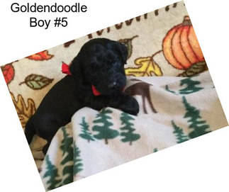 Goldendoodle Boy #5