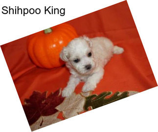 Shihpoo King