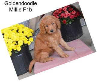 Goldendoodle Millie F1b