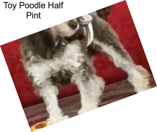 Toy Poodle Half Pint