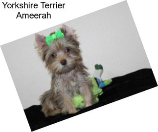 Yorkshire Terrier Ameerah