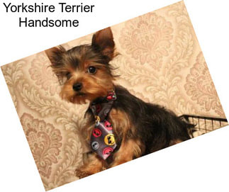 Yorkshire Terrier Handsome