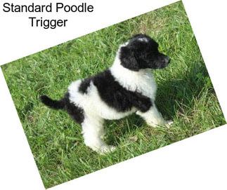 Standard Poodle Trigger