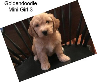 Goldendoodle Mini Girl 3