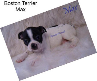 Boston Terrier Max