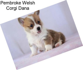 Pembroke Welsh Corgi Dana