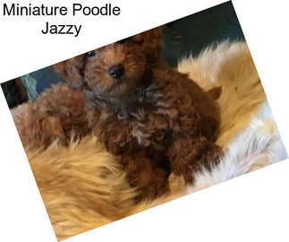 Miniature Poodle Jazzy