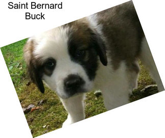 Saint Bernard Buck