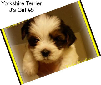 Yorkshire Terrier J\'s Girl #5