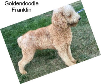 Goldendoodle Franklin