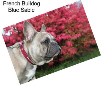 French Bulldog Blue Sable