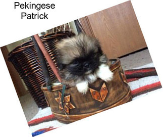 Pekingese Patrick