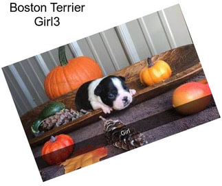 Boston Terrier Girl3