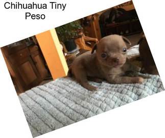 Chihuahua Tiny Peso