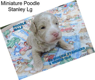 Miniature Poodle Stanley Lg