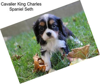 Cavalier King Charles Spaniel Seth
