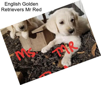 English Golden Retrievers Mr Red