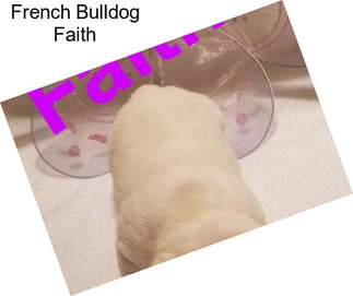 French Bulldog Faith