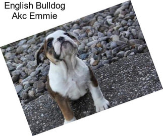 English Bulldog Akc Emmie