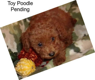 Toy Poodle Pending