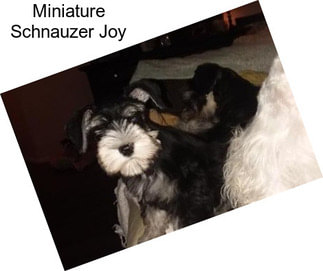 Miniature Schnauzer Joy