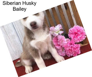 Siberian Husky Bailey