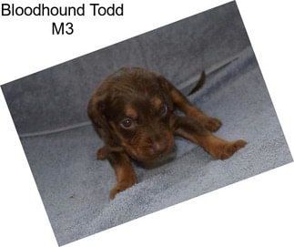 Bloodhound Todd M3