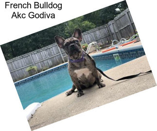 French Bulldog Akc Godiva