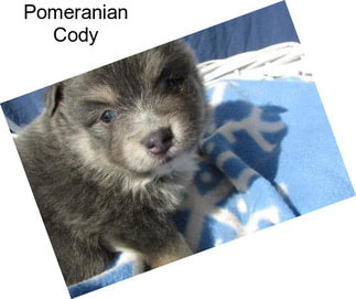 Pomeranian Cody