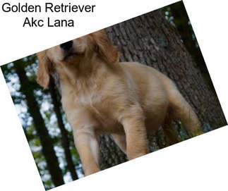 Golden Retriever Akc Lana