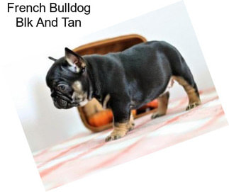 French Bulldog Blk And Tan