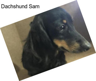 Dachshund Sam