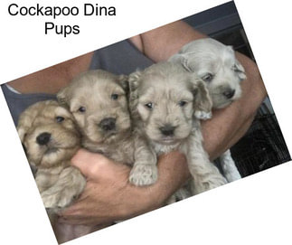 Cockapoo Dina Pups