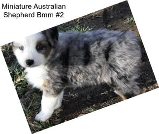 Miniature Australian Shepherd Bmm #2