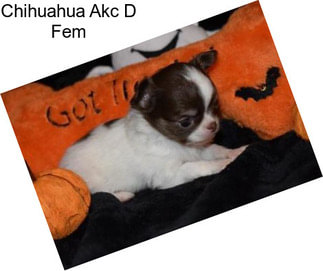 Chihuahua Akc D Fem