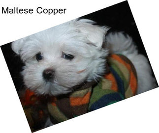 Maltese Copper