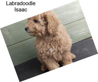 Labradoodle Isaac