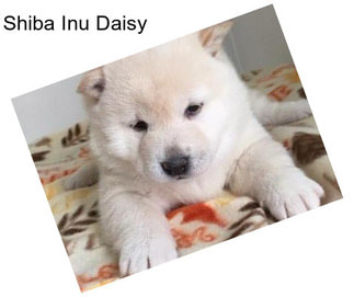 Shiba Inu Daisy