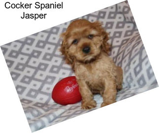 Cocker Spaniel Jasper