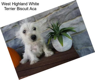 West Highland White Terrier Biscuit Aca