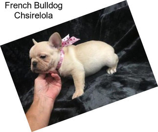French Bulldog Chsirelola